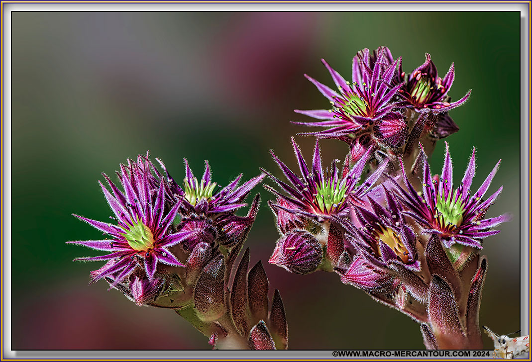 Joubarbes des montagnes